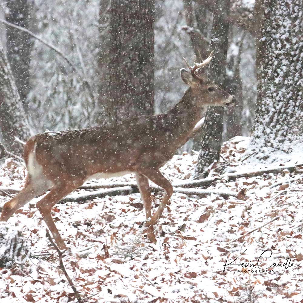 Kevin Caudle Photography White Tail Deer 2025