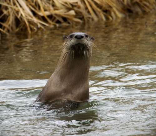 Otters