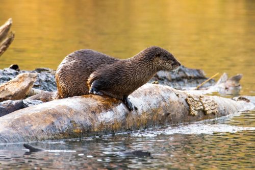 Otters