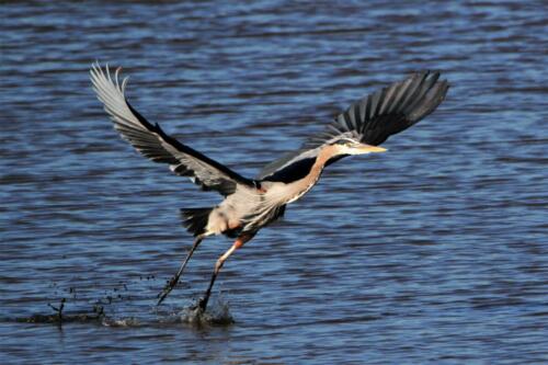 Herons & Egrets