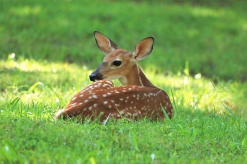 Whitetail Deer