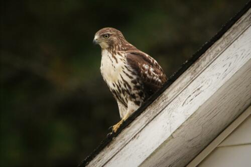Owls & Hawks