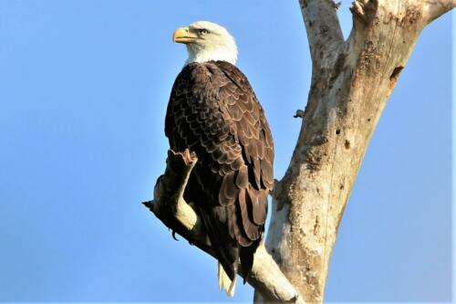 Eagles